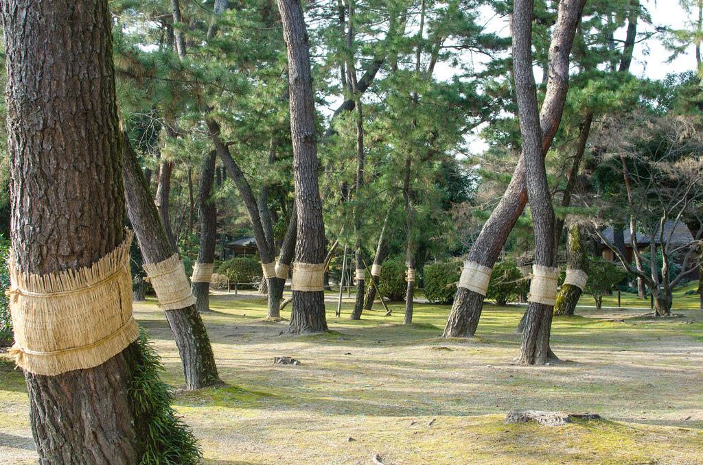 Изображение на 岡山市. japan pine forest 日本 松 okayama 岡山県 岡山市 岡山後楽園