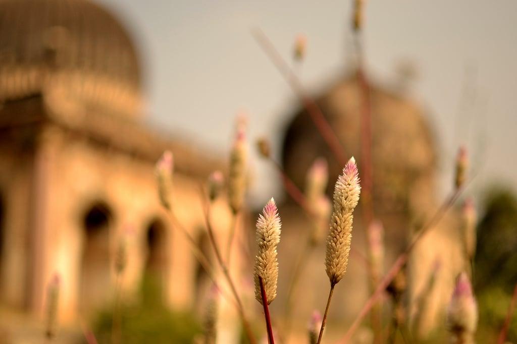 Gambar dari Qutub Shahi Tombs. flower bokeh qutubshahitombs