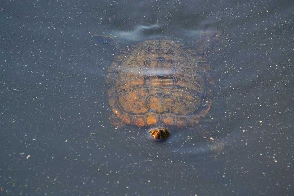 Bilde av Lake Maury. turtle lakemaury