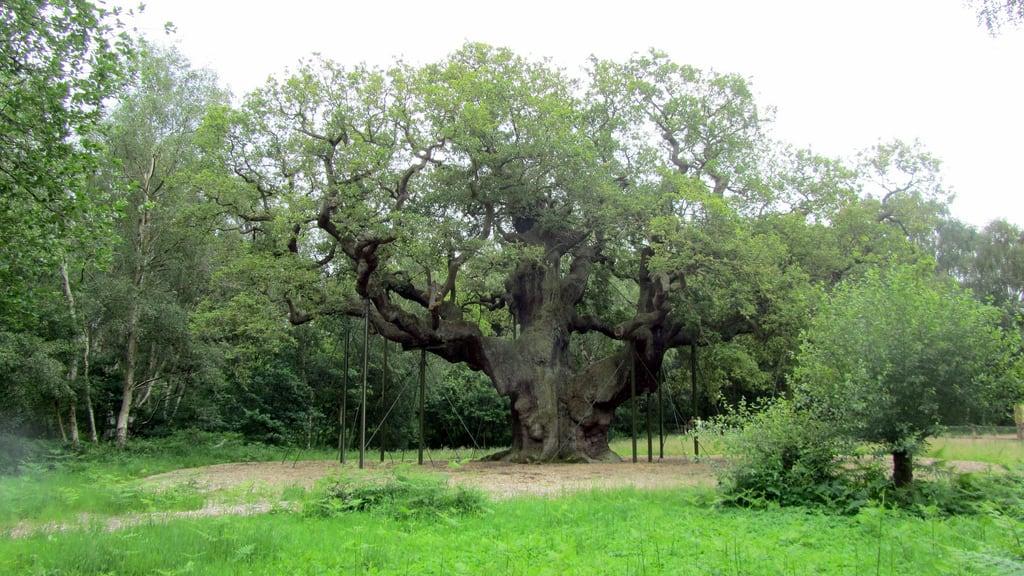 Major Oak की छवि. sherwoodforest robinhood nottinghamshire majoroak