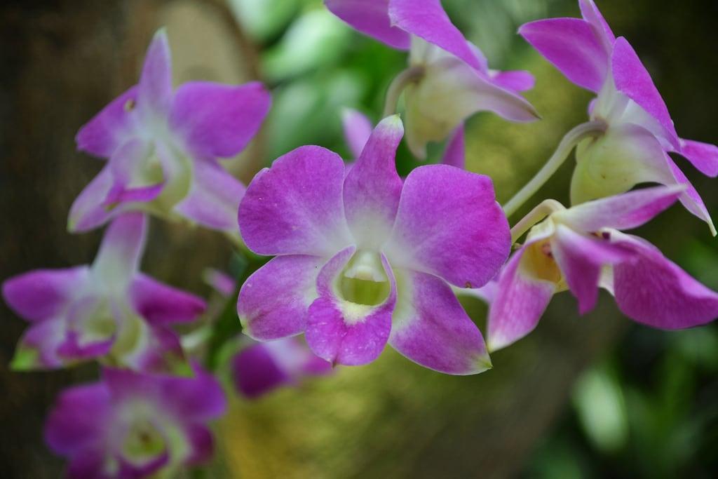 Bild av Bogor's Botanical Garden. orchid garden indonesia botanical java orchidaceae orchidee bogor botanische tuinen