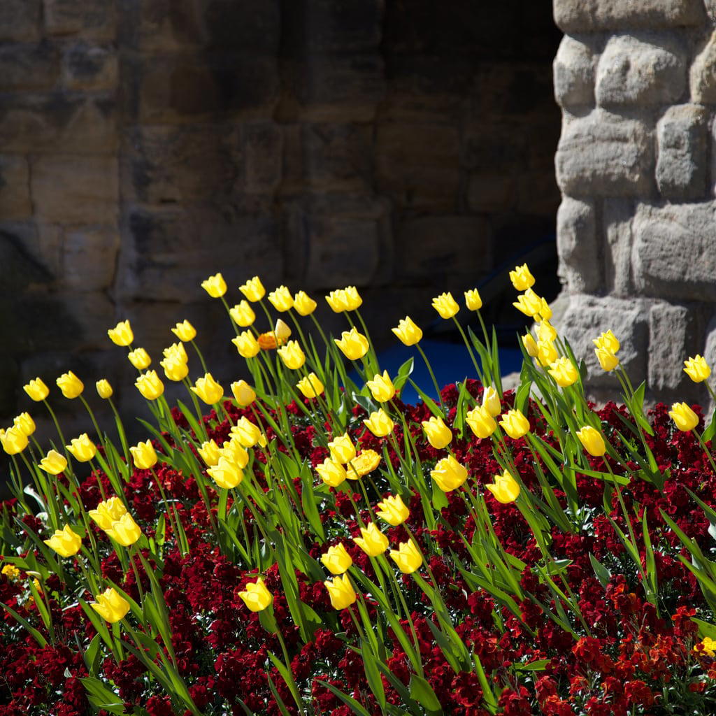 Изображение Bondgate Tower. flowers red yellow canon gate tulips alnwick northumberland gateway eastgate listed 6d 15thcentury gradei c1450 townwall scheduled hotspurgateway canon6d tomparnell bondgatetower itmpa archhist 2ndearlofnorthumberland