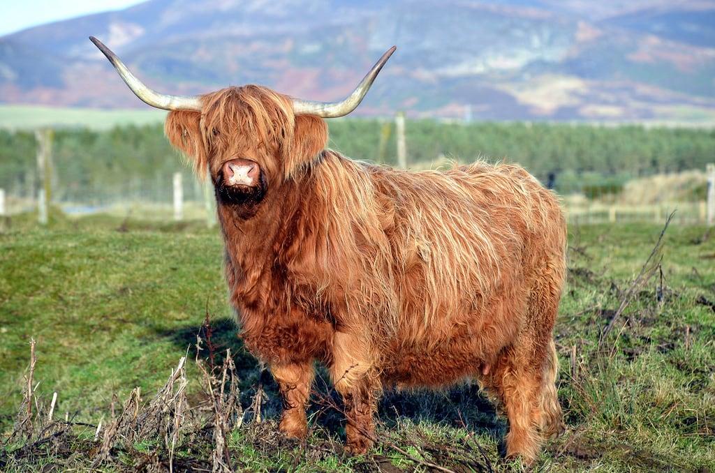 Afbeelding van Skelbo. red rural cow cattle stock horns highland livestock