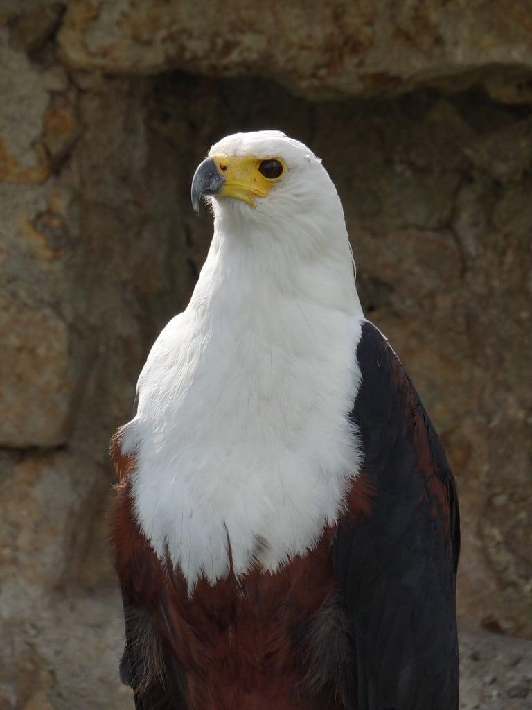 Bild von Rosenburg. germany bavaria eagle falconry rosenburg