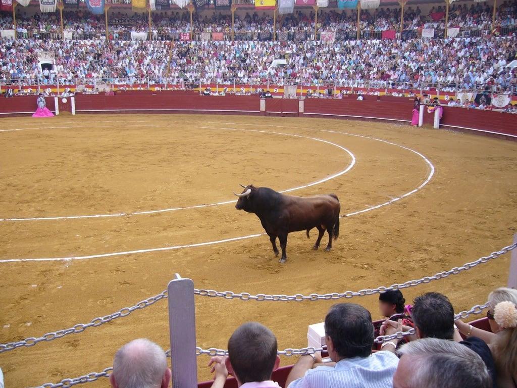 Plaza de Toros képe. fiesta feria almeria toro