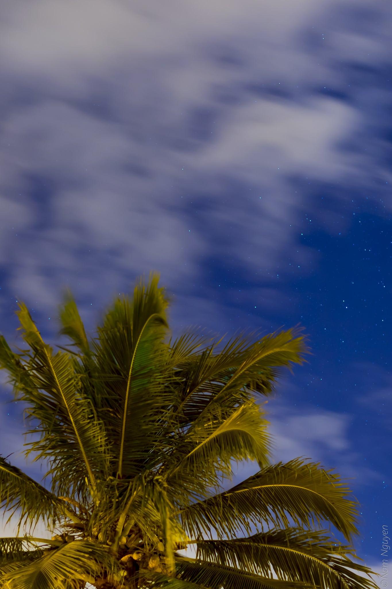 Изображение на Canon. sky tree night canon stars coconut ciel nouvellecalédonie etoiles cocotier longueexposition nouméa