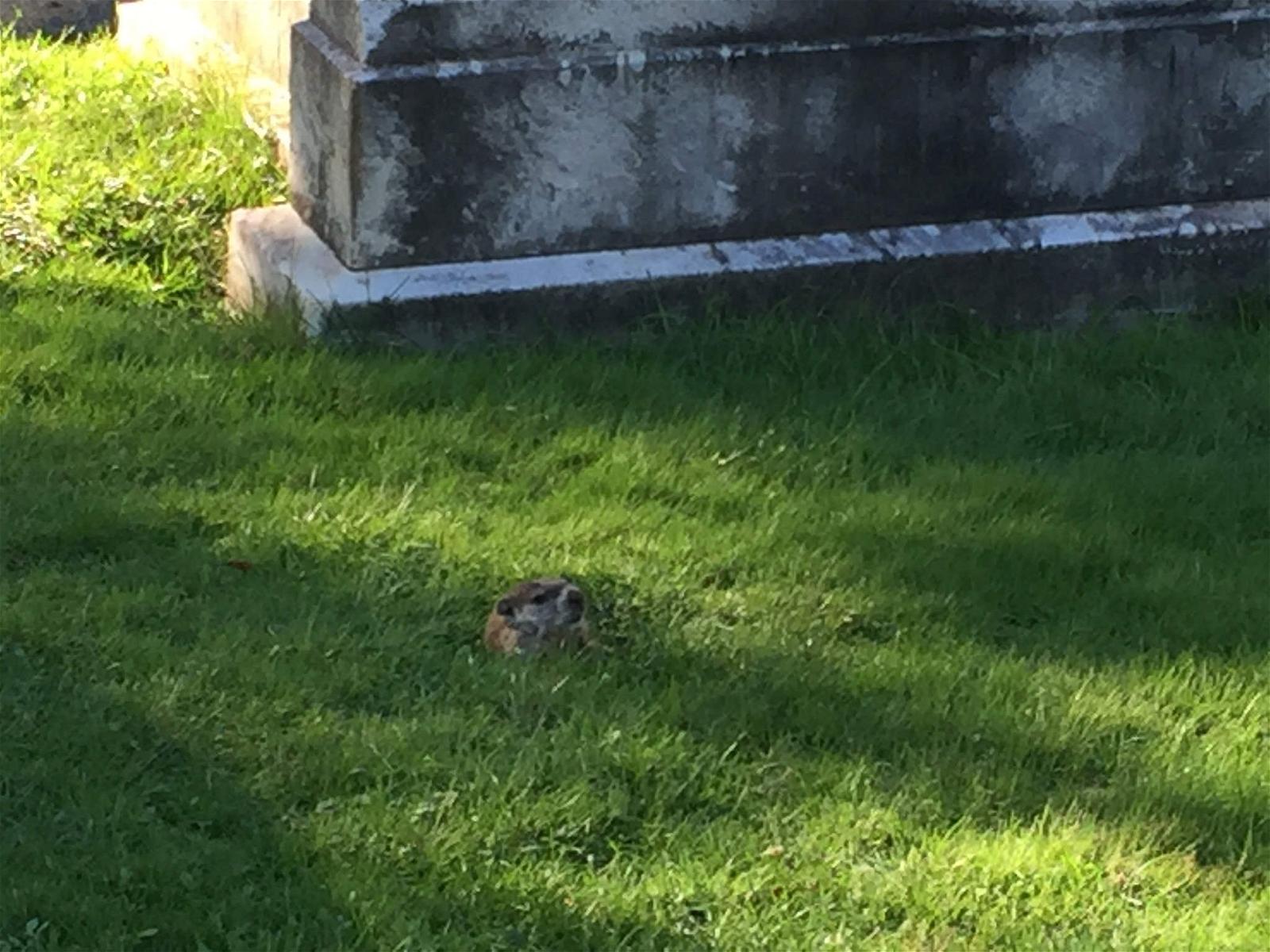 Obrázek Allegheny Cemetery. cemetery woodchuck groundhog