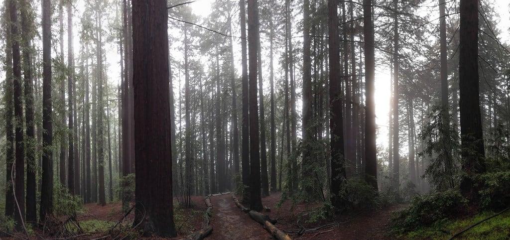 Obraz Joaquin Miller. california panorama oakland unitedstates redwoods joaquinmillerregionalpark