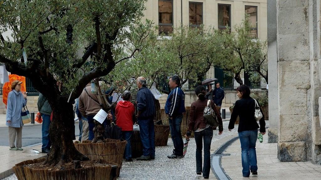 Attēls no Arènes de Nimes. olive nimes olivier gard méditerranée arenes olivette oliveraie chambredemétiers oléiculture