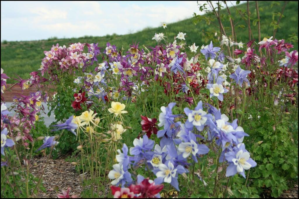 Columbine Memorial की छवि. flowers columbines littletoncolorado columbinememorial aquilegiacaerulea