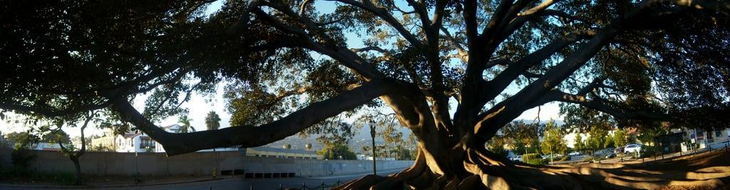 Moreton Bay Fig Tree की छवि. tree santabarbara moretonbayfig contestentry pickyourpoison