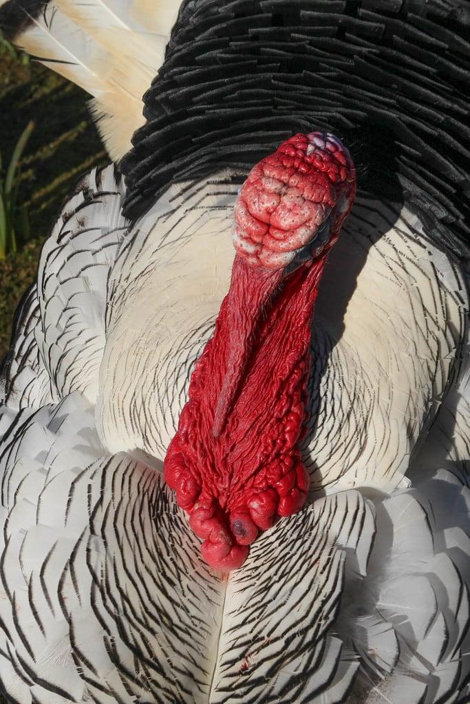 Prinknash Park képe. turkey bird