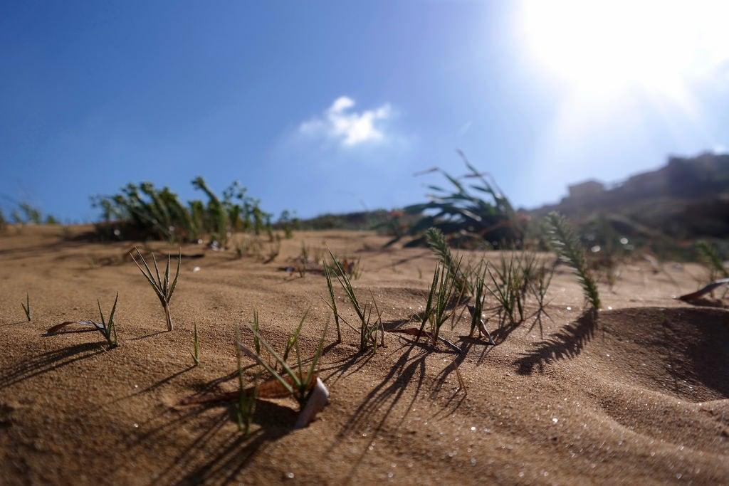 Hình ảnh của Ramla l-Hamra. sea plants sun beach strand bay sand meer mediterranean pflanzen malta gozo ramla 2016 mittelmeer sprachcaffe
