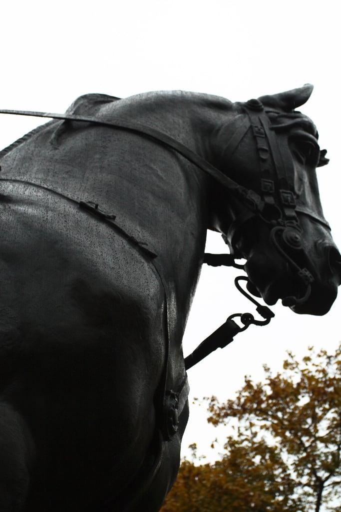 Image de Equestrian statue of Edward VII. sculpture toronto ontario canada rain