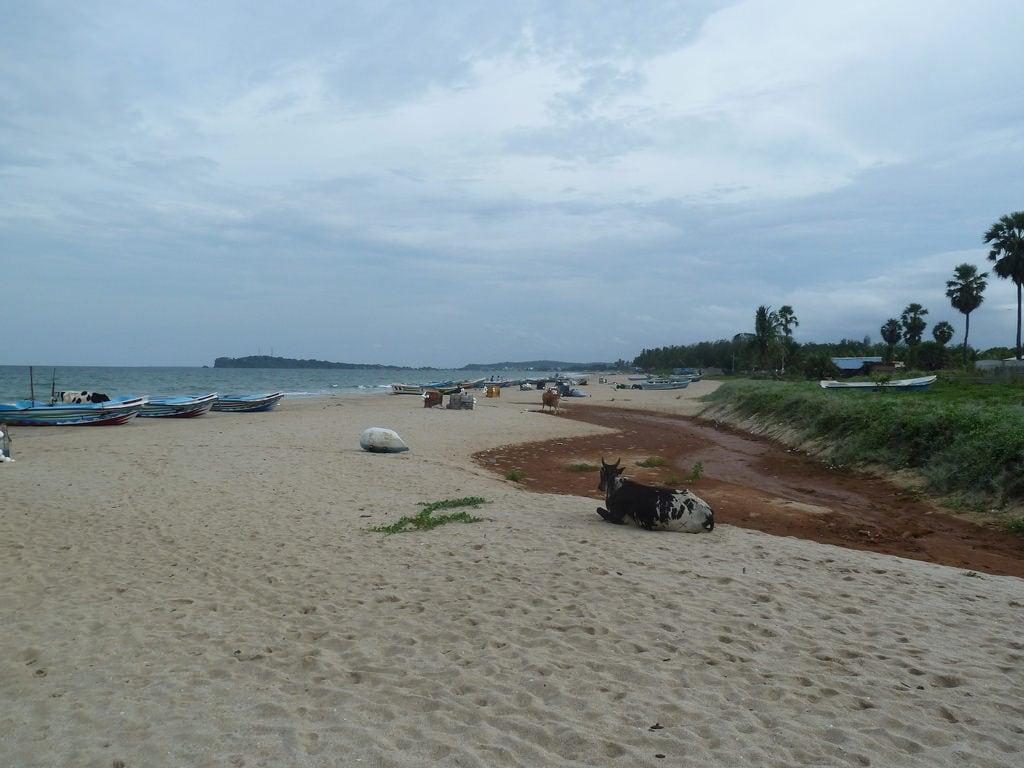 Шри ланка температура моря. Тринкомали Шри Ланка. Сэнди Бич Тринкомали. Канди Кове Бич пляж Тринкомали. Пляж Уппувели.