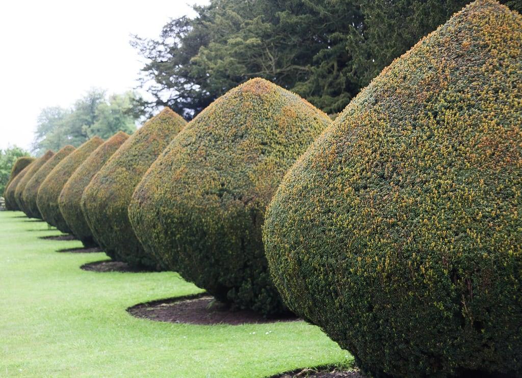 Image of Burton Agnes Hall. burtonagnes burtonagneshall yorkshire england garden englishgarden scrubs topiary