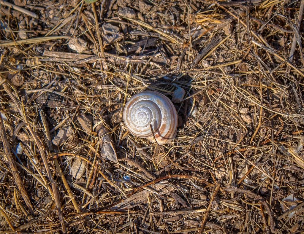 Obrázek Argive Heraion. 2016 argiveheraion argolis argos greece lightroom shell snail south southstoa stoa argolida peloponnisosdytikielladakeionio