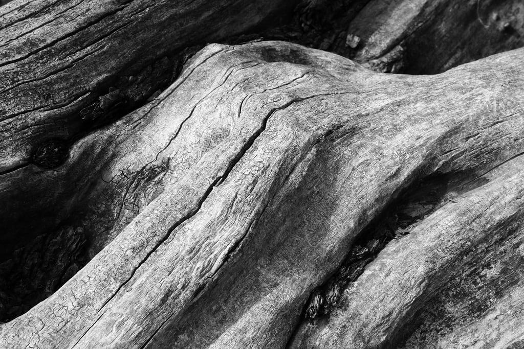 Зображення Berich. wood bw tree texture public 350d lenstagged roots sigma bark creativecommons cracks root edersee eder sigma30f14 schwarzweis ccby