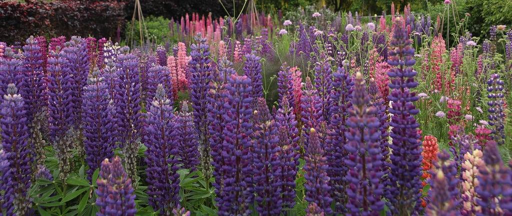 Bild av Helmsley Castle. helmsley helmsleycastle yorkshire england garden walledgarden lupins flowers fleur blume