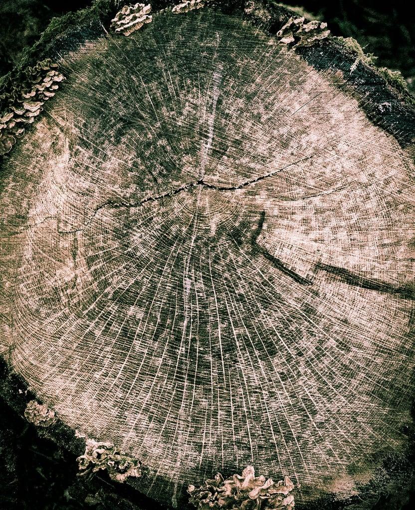 Bild von Gelston Castle. tree gelstoncastle trunk fromthewood