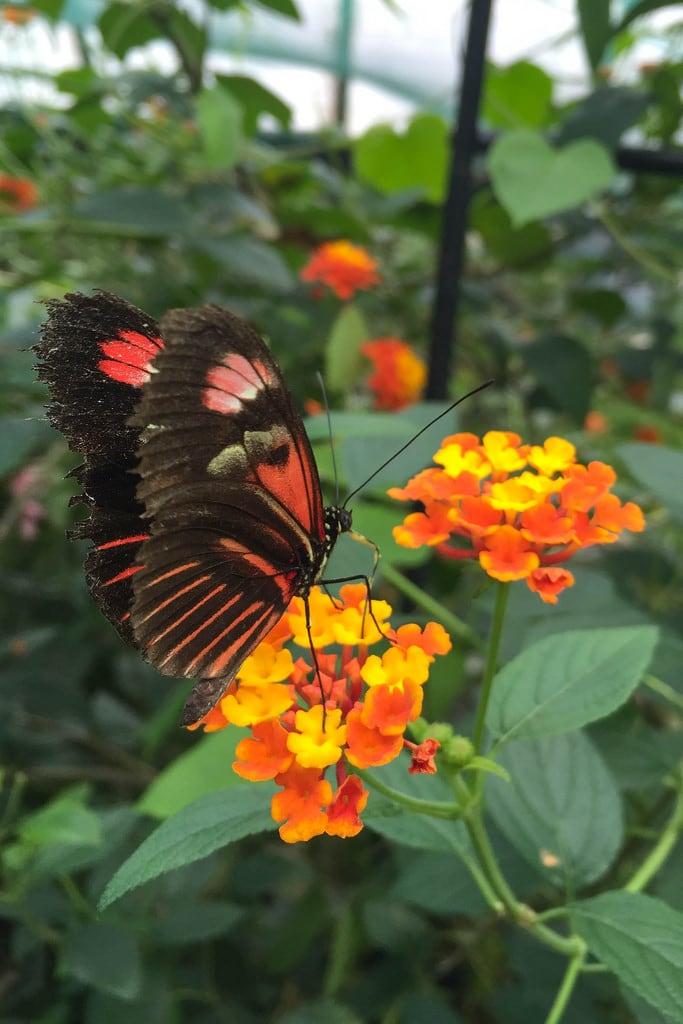 Изображение на Berkeley Castle. butterfly butterflyhouse berkeleycastle