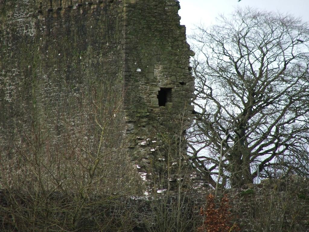 תמונה של Ballymote Castle. ireland tree castle ruin sligo ballymote ballymotecastle