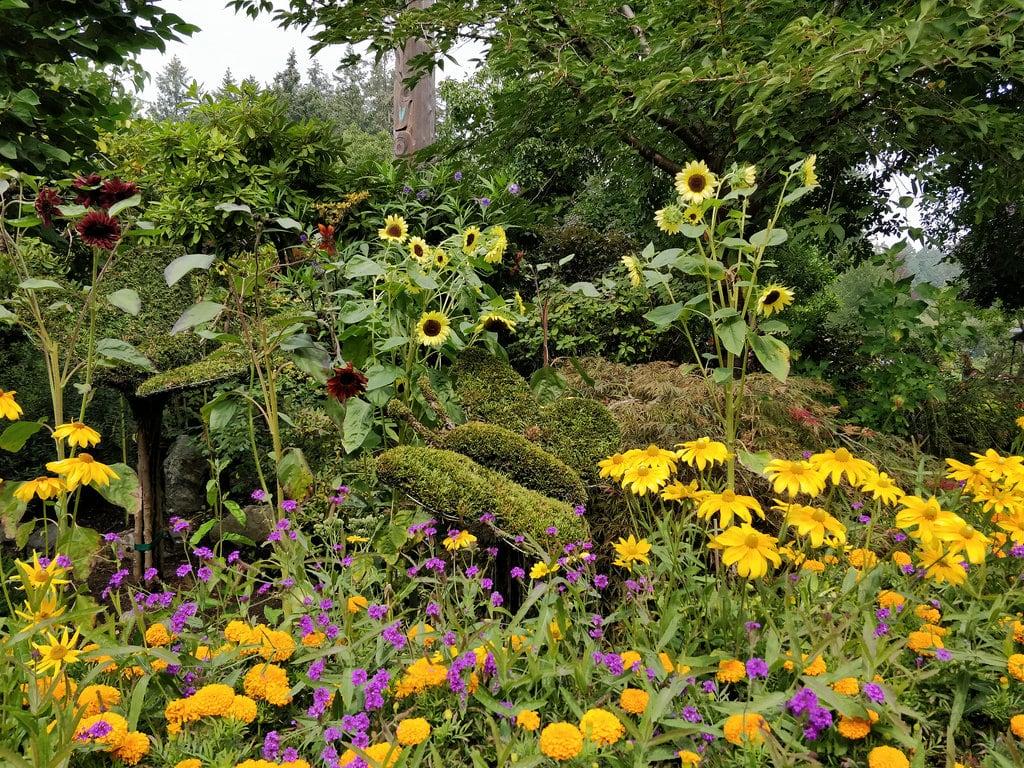 Image of The Butchart Gardens. butchartgardens brentwoodbay sunflowers marigolds flowerbed colourful