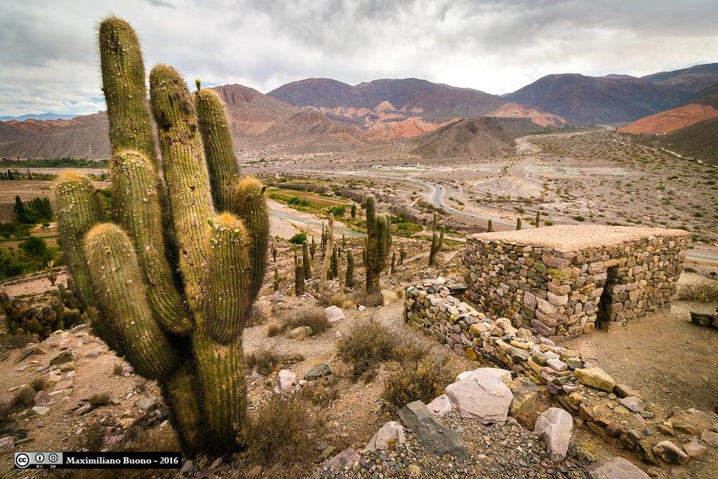 Imagine de Pucará de Tilcara. cardón cactus tilcara pucará quebrada paisaje