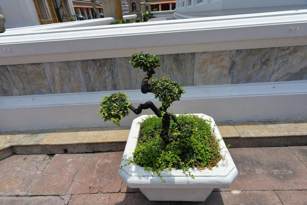 תמונה של Wat Pho Temple. tree bonsai bonsaitree watpho bangkokthailand nikond610 nikkor20mmƒ28afd geotagged