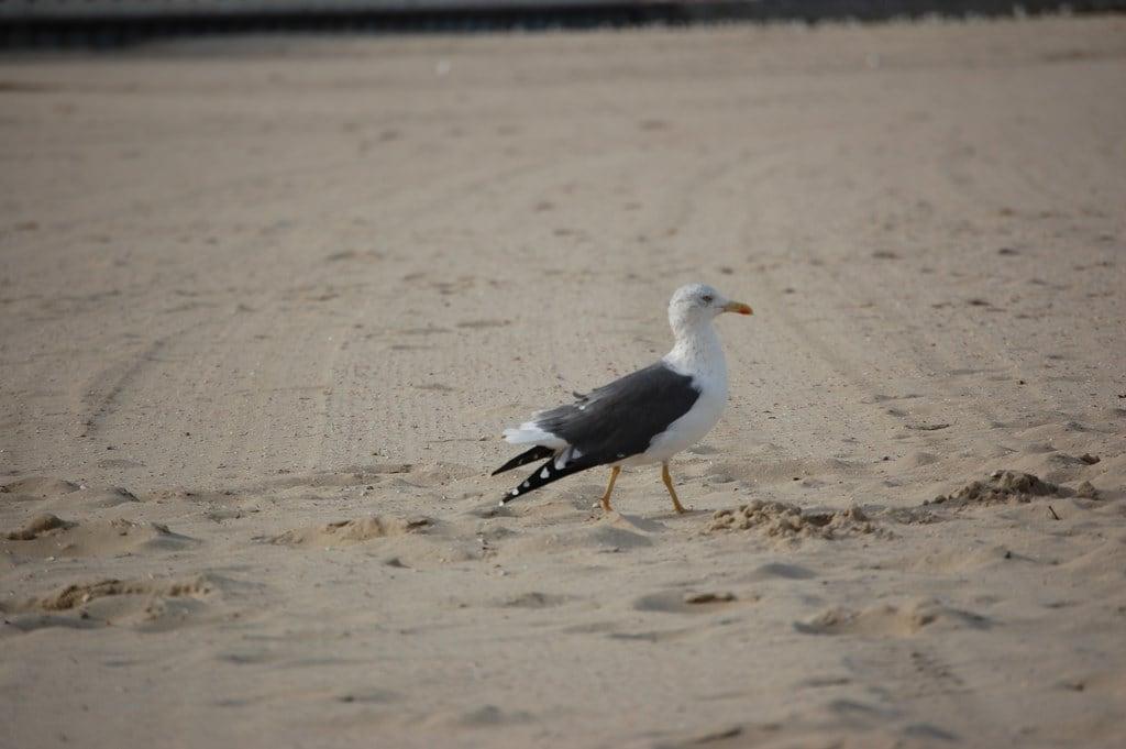Изображение Plage Thiers. beach birds playa plage arcachon oiseaux naturalmente littoral