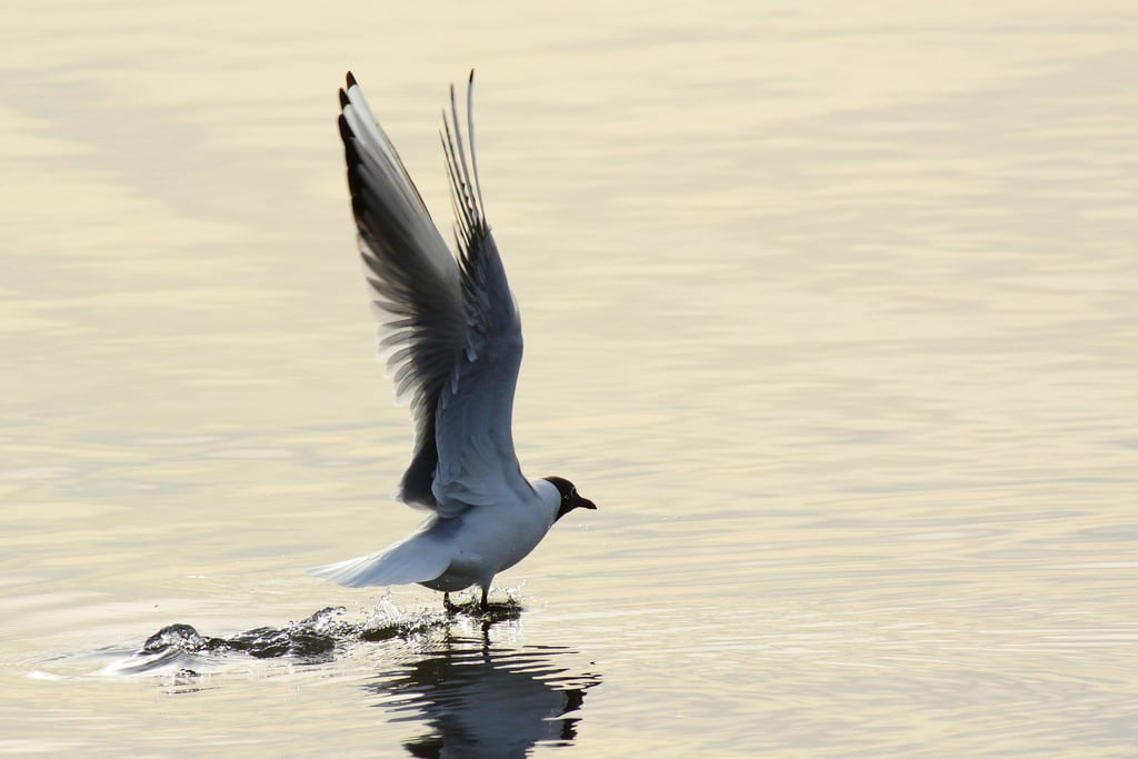 Изображение Stora Amundön пляж. 