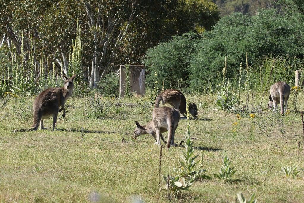 Attēls no Orroral Tracking Station. macropodidae diprotodontia macropusgiganteus mammalia january 2019 namadginationalpark act australia