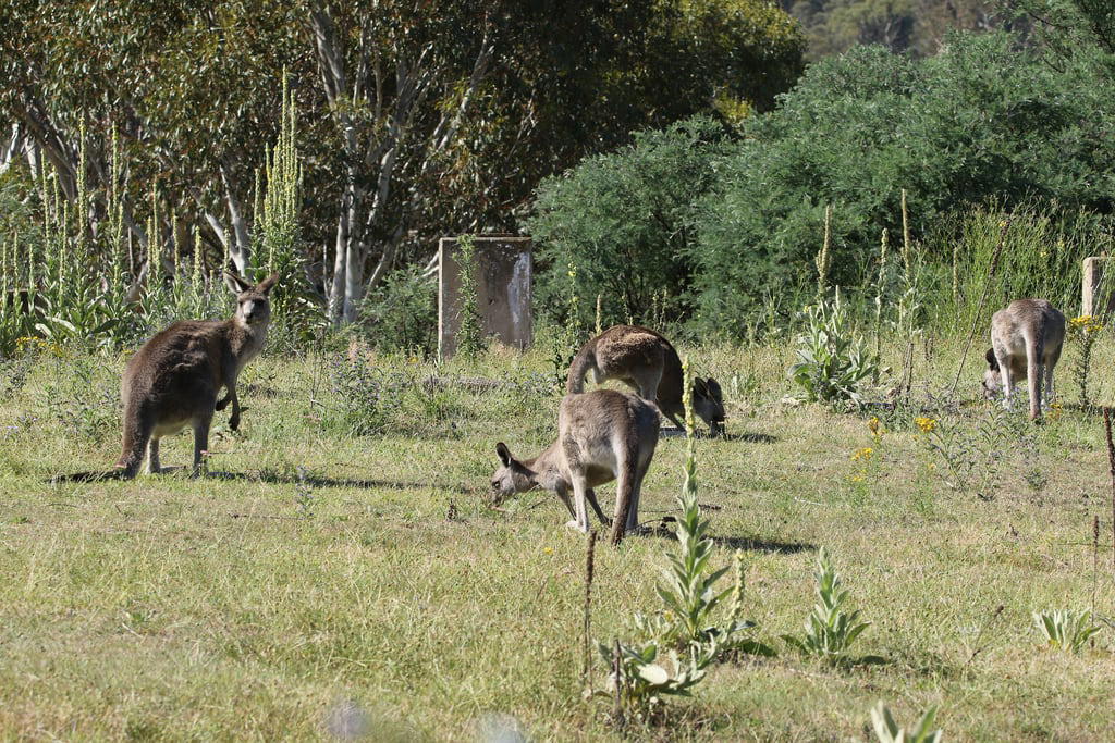 Orroral Tracking Station 의 이미지. macropodidae diprotodontia macropusgiganteus mammalia january 2019 namadginationalpark act australia