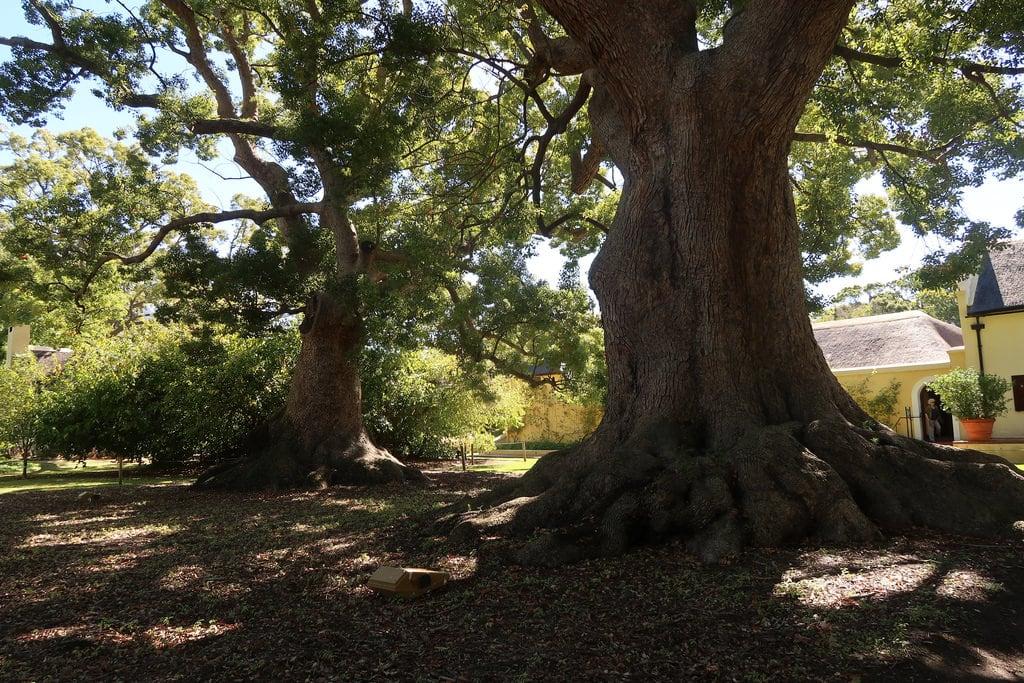 Hình ảnh của Camphor Tree. 