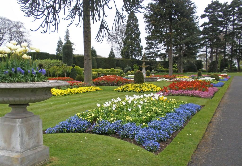 Image of Brodsworth Hall and Gardens. brodsworth hall gardens tulips southyorkshire