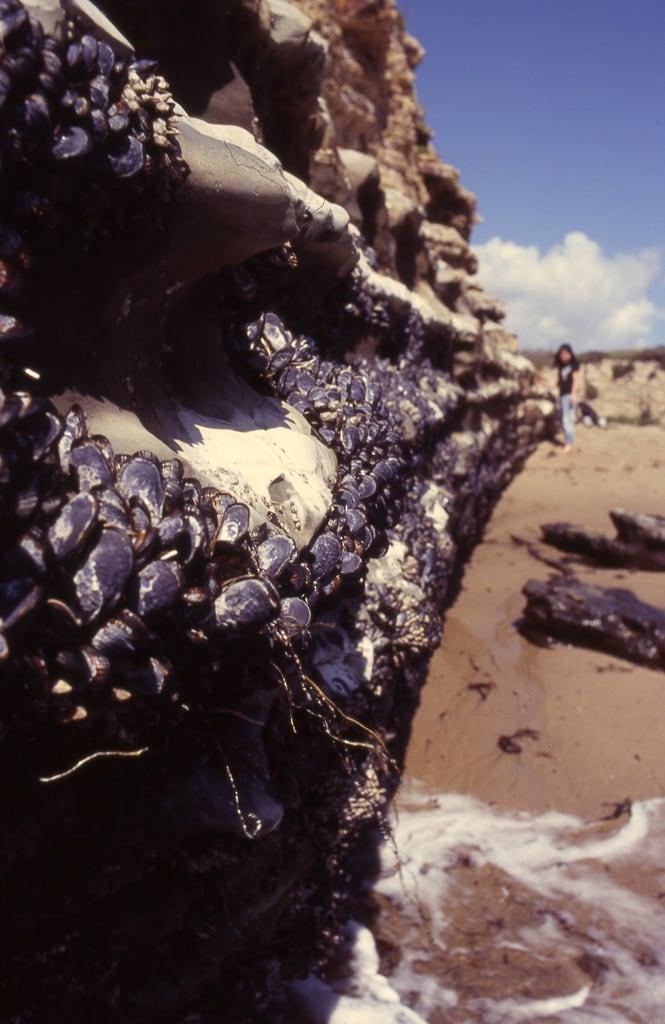 Fern Grotto Beach görüntü. ranch beach rock mussels mussel wilder quynhhuong
