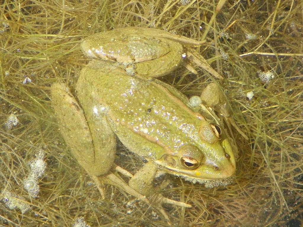 Εικόνα από La Mussara. catalunya animal amfibi