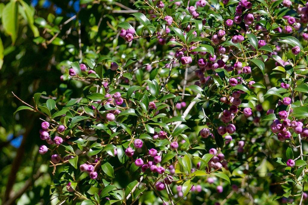 Bilde av The Gantry. australia mountmee fruiting purple myrtaceae syzygium lillypilly edible syzygiumoleosum qrfp arffs arfp nswrfp pinkarffs