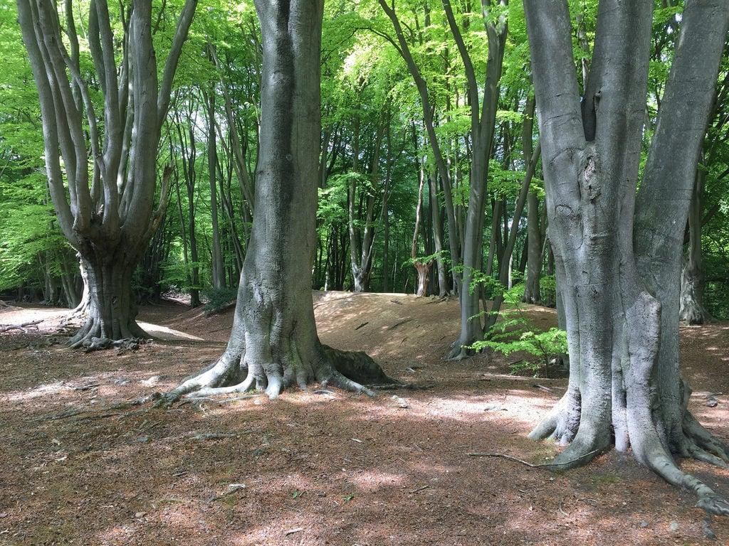Image of Ambresbury Banks. ambresburybanks eppingforest trees ironage fort boudica