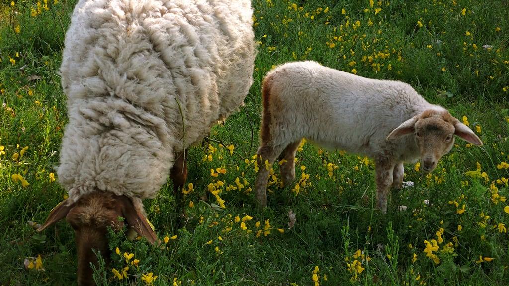 Virneburg की छवि. grass germany deutschland sheep hiking eifel lamb wandern ö ä tagebild traumpfade virneburgweg
