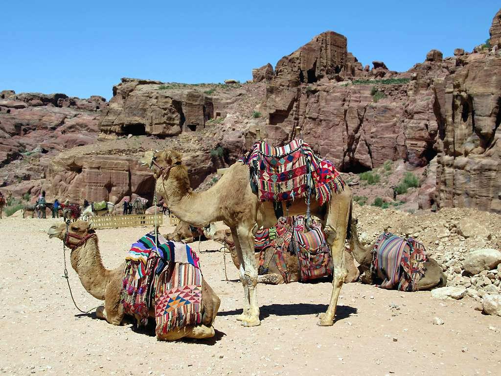 Imagen de The Outer Siq. camels siq petra jordan tourists