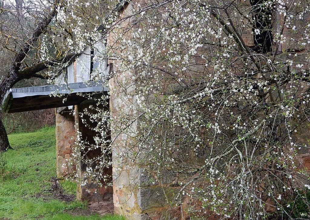 Image of Sheds. adelaidehills horsnellsgully shed stone heritage blossom
