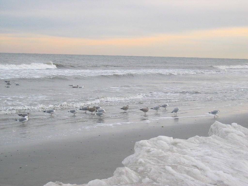 Imagem de Brigantine Beach. brigantine beach birds snow sky places geotagged geolat39412292 geolon74356022