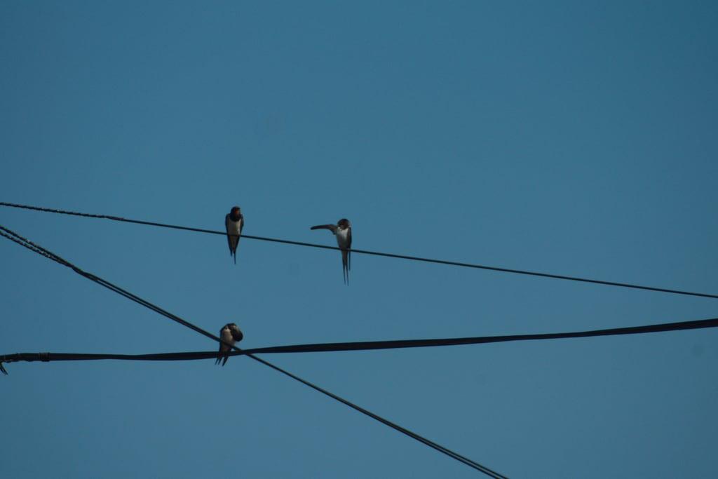 Burgh Castle की छवि. swallows wire