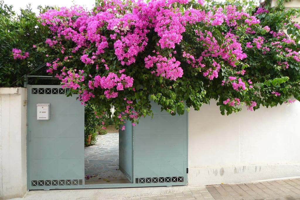 صورة Άργος. door flowers window lumix doors panasonic argos argolida argolis lx3 άργοσ αργολίδα