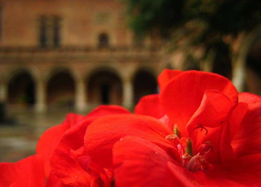 Obraz Collegium Maius. red flower brick university gothic poland polska krakow courtyard column kraków quadrangle polski collegium maius jagiellonian