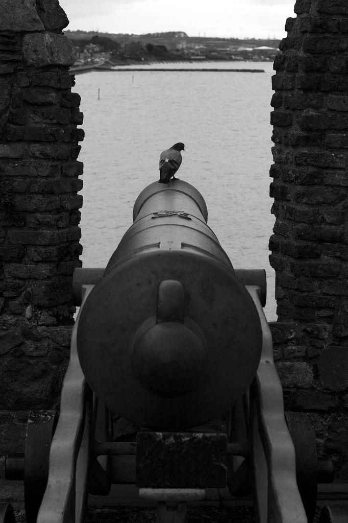 صورة Carrickfergus Castle. slr castle canon cannon artillery northernireland stronghold 30d niea carrickfergus carrickferguscastle canon30d tomparnell northernirelandenvironmentagency itmpa archhist