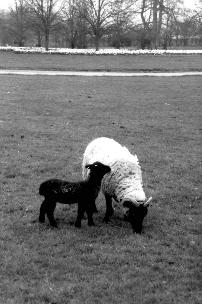 Bilde av Kentwell Hall. 2004 analogue animal farm filmoriginal kentwellhall longmelford march reenactment sheep spring sudbury suffolk tudor uk