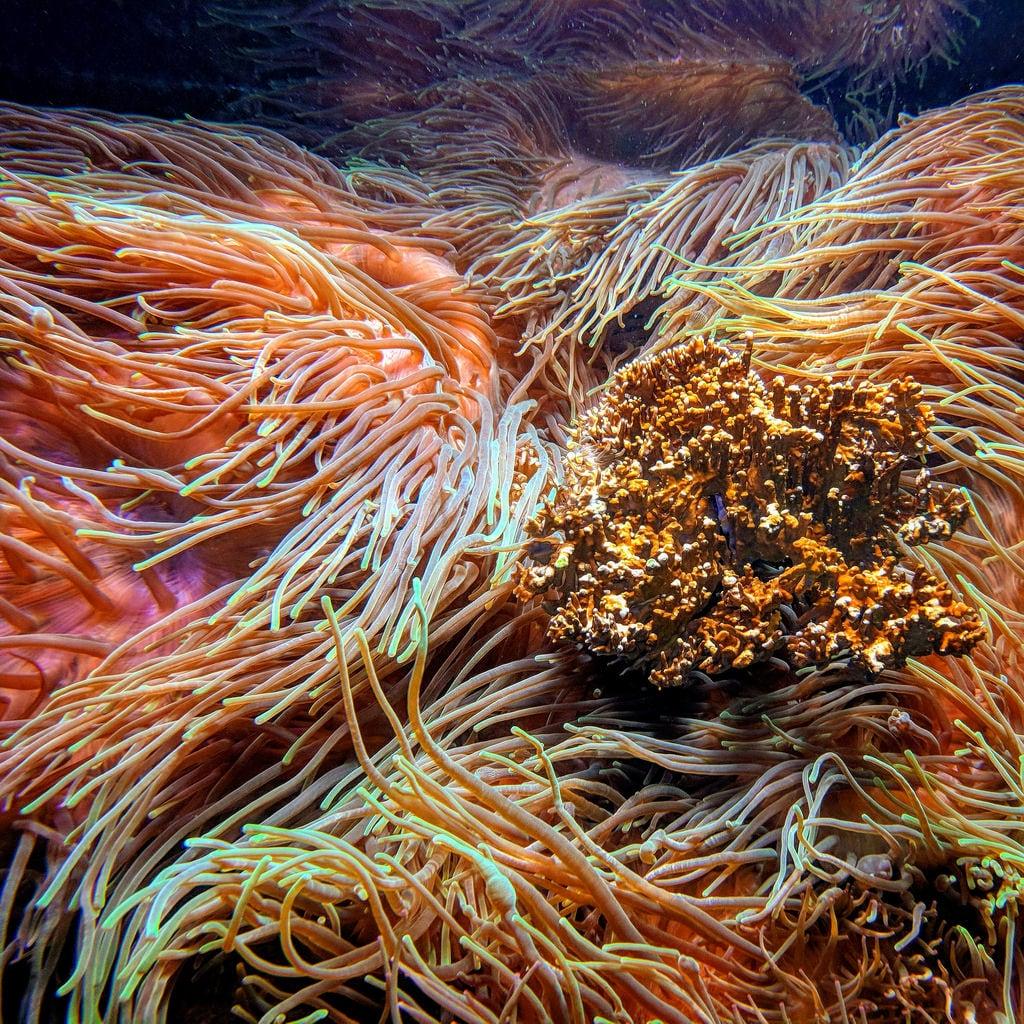 Imagen de Aquarium. deutschland germany sachsen saxony leipzig zooleipzig aquarium korallen corals tiere animals instagram goo