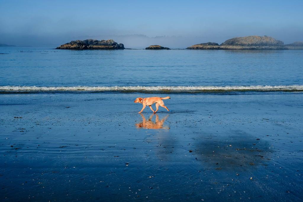 MacKenzie Beach görüntü. 2012 animal beach britishcolumbia canada dog labrador tofino vancouverisland ca